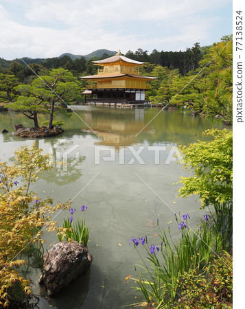 更換茅草屋頂後的春天金閣寺 更換茅草屋頂後的春天金閣寺 77138524