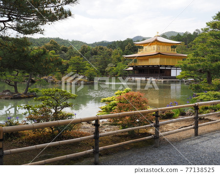 更換茅草屋頂後的春天金閣寺 更換茅草屋頂後的春天金閣寺 77138525