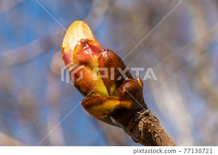 Russia. April 30, 2021. Large swollen buds on chestnuts in parks and squares of Kronstadt. Russia. April 30, 2021. Large swollen buds on chestnuts in parks and squares of Kronstadt. 77138721