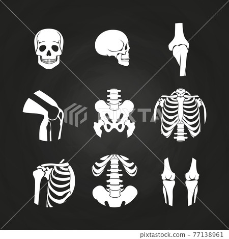 White human skull and bones 77138961