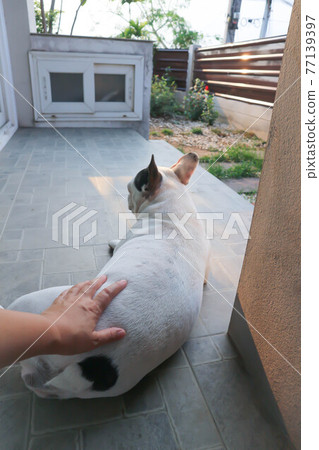 dog or French bulldog, groping a dog dog or French bulldog, groping a dog 77139397