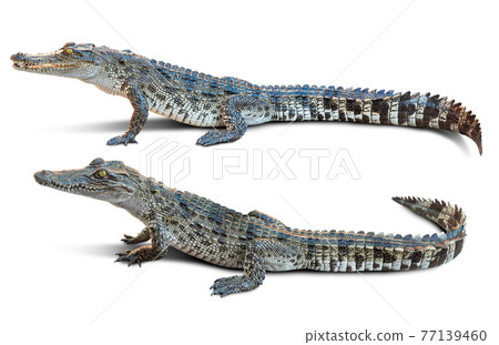 Crocodile isolated Crocodile isolated 77139460