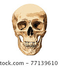 Human skull isolated 77139610