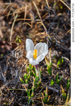 White crocus flower bloomed in a clearing in the garden White crocus flower bloomed in a clearing in the garden 77139738