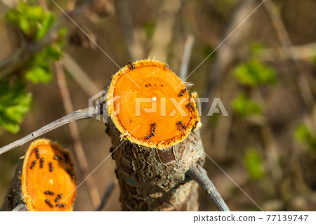 Ants sit on a cut of a tree with an orange cut Ants sit on a cut of a tree with an orange cut 77139747