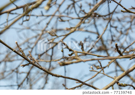 Branches of trees with swollen buds against a blue sky horizontal photo Branches of trees with swollen buds against a blue sky horizontal photo 77139748