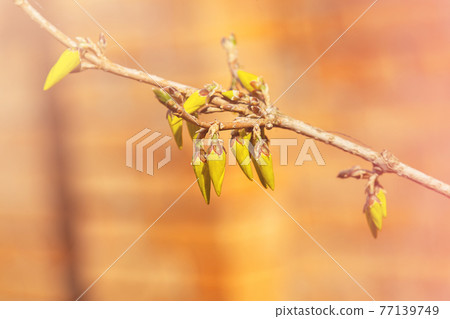Buds and flowers of yellow forsythia against the blurred background Buds and flowers of yellow forsythia against the blurred background 77139749