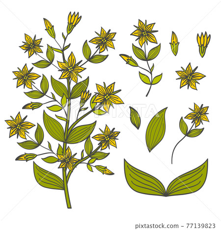 Colorful tutsan isolated on white background - buds, flowers and leaves of tutsan 77139823