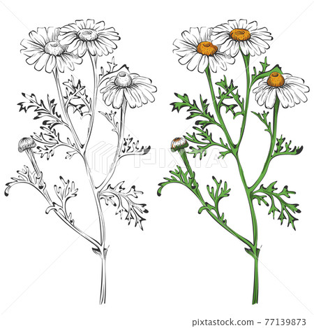 Chamomile silhouette and colorful isolated on white background 77139873