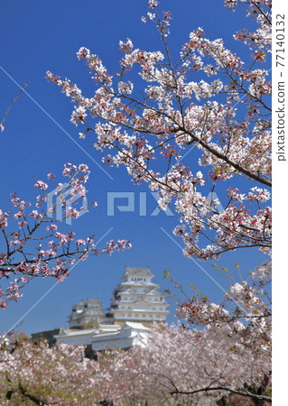 Himeji Castle at the time of cherry blossom viewing [Vertical] ⑥ 77140132