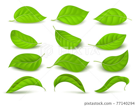 Realistic green tea leaves with water drops isolated on white set 77140294