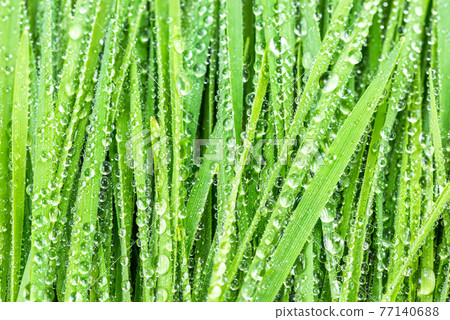 Grass with drop 77140688