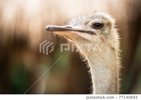 Ostrich Ostrich 77140693