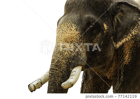 Elephant with a broken tusk isolated in white background 77142119