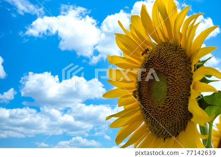 Sunflower sunflower sunflower Sunflower sunflower sunflower 77142639