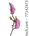 Early spring blooming pink magnolia buds isolated on a white background. PNG file with transparent background. 77142873