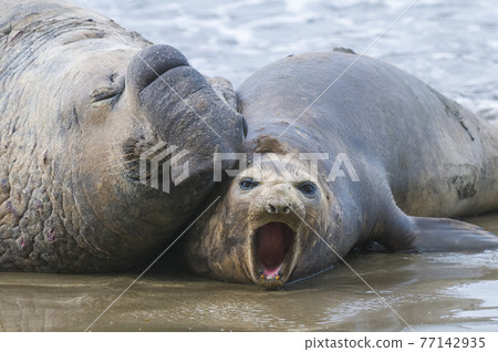 Elephant seal, Patagonia 77142935