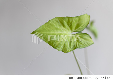 Evergreen leaves of Syngonium plant on a gray background. Caladium 77143152