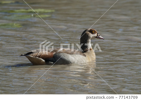 Egyptian goose {Alopochen aegyptiaca} Kruger National Park, South africa 77143709