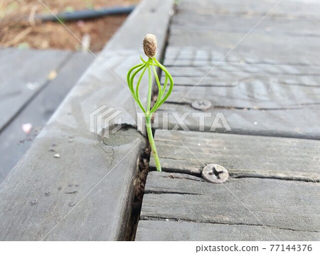 種子發芽 種子發芽 77144376