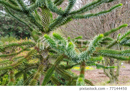 Araucaria araucana (molina) K. Koch - Monkey puzzle tree, Chilean pine. Endangered plant in red book. 77144450