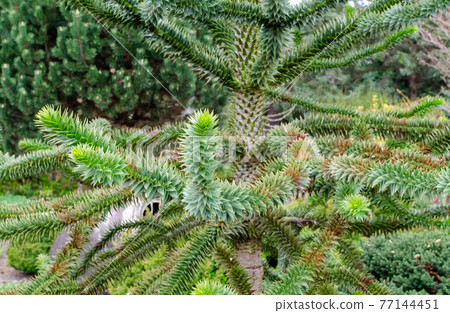 Araucaria araucana (molina) K. Koch - Monkey puzzle tree, Chilean pine. Endangered plant in red book. 77144451