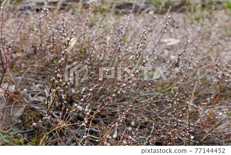 Salix finmarchica - Finnish willow - in spring un the botany 77144452