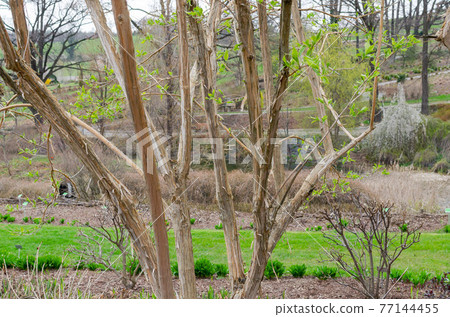heptacodium miconioides tree trunk in spring heptacodium miconioides tree trunk in spring 77144455