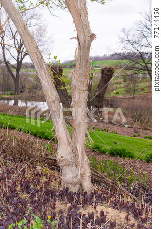 heptacodium miconioides tree trunk in spring 77144456