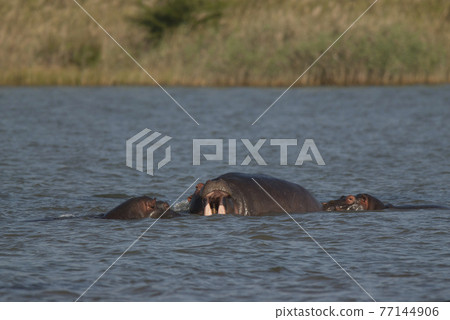 Playing Hippopotamus , Kruger National Park , Africa Playing Hippopotamus , Kruger National Park , Africa 77144906