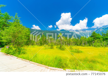Kamikochi in summer Tashiro Marsh [Nagano Prefecture] 77145076