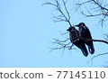 情侶烏鴉 77145110