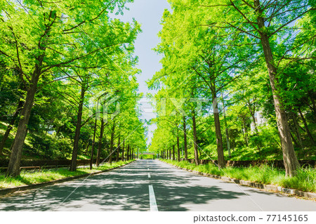 新鮮的綠色圖像水杉綠樹成蔭的道路 新鮮的綠色圖像水杉綠樹成蔭的道路 77145165