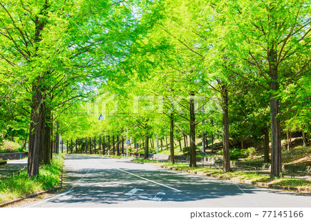 新鮮的綠色圖像水杉綠樹成蔭的道路 77145166