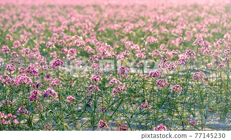 樂京花（鳥取縣北榮町產） 77145230