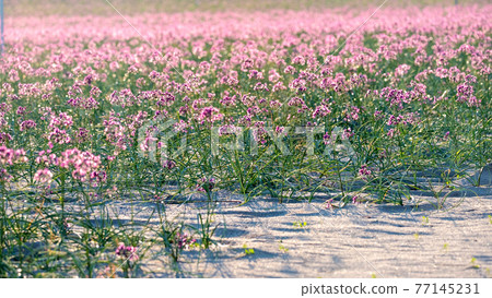 Rakkyo flowers (produced in Hokuei Town, Tottori Prefecture) 77145231