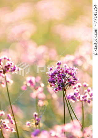 樂京花（鳥取縣北榮町產） 77145254