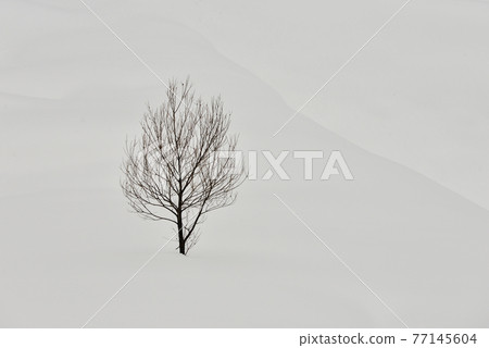 Snow scene in Hinoemata, Fukushima Prefecture 77145604