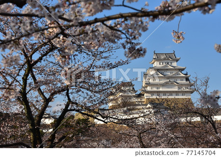 日本兵庫縣姬路市姬路城,世界遺產和國寶,春天的櫻花,藍天和宏偉的城堡塔 日本兵庫縣姬路市姬路城,世界遺產和國寶,春天的櫻花,藍天和宏偉的城堡塔 77145704