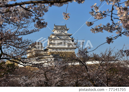 日本兵庫縣姬路市姬路城,世界遺產和國寶,春天的櫻花,藍天和宏偉的城堡塔 日本兵庫縣姬路市姬路城,世界遺產和國寶,春天的櫻花,藍天和宏偉的城堡塔 77145705