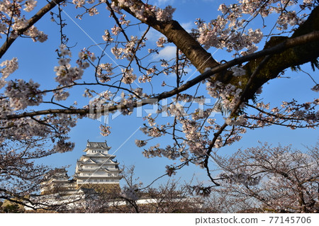日本兵庫縣姬路市姬路城,世界遺產和國寶,春天的櫻花,藍天和宏偉的城堡塔 日本兵庫縣姬路市姬路城,世界遺產和國寶,春天的櫻花,藍天和宏偉的城堡塔 77145706