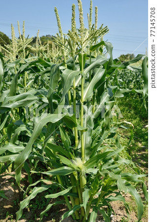 corn corn 77145708