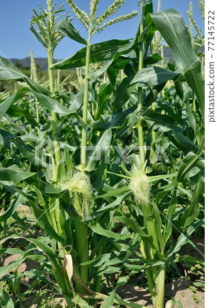 corn corn 77145722