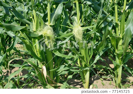 corn corn 77145725