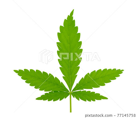 Cannabis leaf isolated on white background. Hemp leaf close up. Marijuana green leaf. 77145758