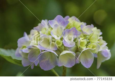 Pale purple hydrangea pale green and hydrangea white hydrangea pastel color Pale purple hydrangea pale green and hydrangea white hydrangea pastel color 77145838