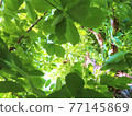 Scenery looking up surrounded by bright green leaves Scenery looking up surrounded by bright green leaves 77145869