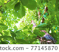 Scenery looking up surrounded by bright green leaves (background material) Scenery looking up surrounded by bright green leaves (background material) 77145870