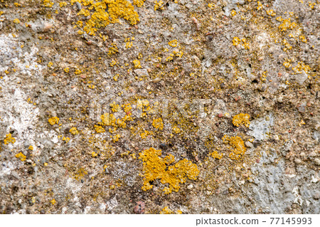 Rough stone texture with moss. Concrete wall covered with moss, background for designer 77145993