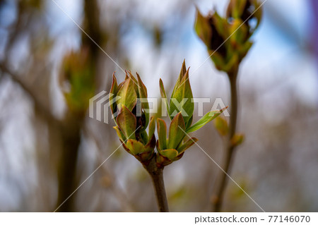 Unblown buds on trees macro. Bare young tree branches in spring in the garden close-up on a blurred background 77146070
